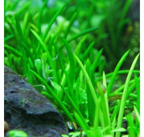 Littorella uniflora TC_1
