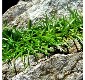 Littorella uniflora TC_2