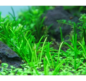 Littorella uniflora TC