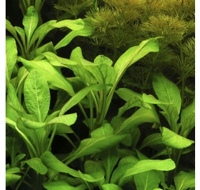 Lobelia cardinalis_3