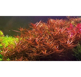 Ludwigia arcuata_2