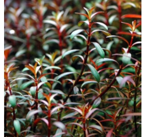 Ludwigia arcuata_3