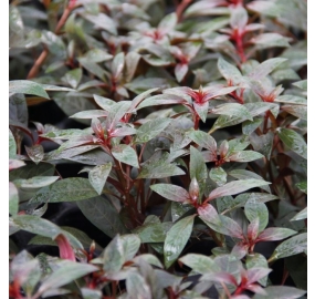 Ludwigia glandulosa_4
