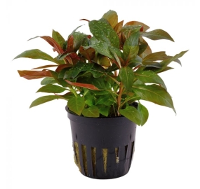 Ludwigia glandulosa_6