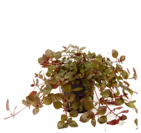 Ludwigia palustris Super red_2