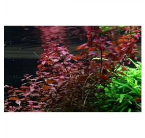 Ludwigia palustris Super red_5
