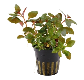 Ludwigia repens Rubin