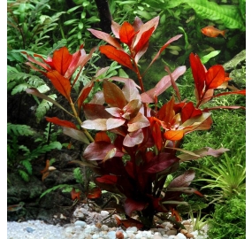Ludwigia repens Rubin_6