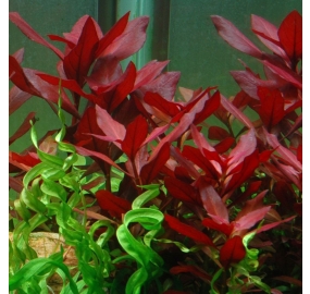 Ludwigia repens Rubin_5