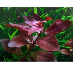 Ludwigia repens Rubin_1