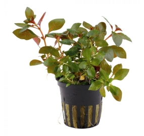 Ludwigia repens Rubin_3