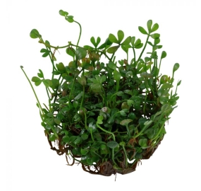 Marsilea crenata TC_1