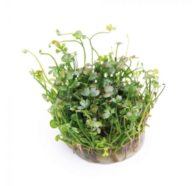 Marsilea hirsuta_2