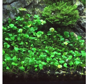 Marsilea hirsuta_3