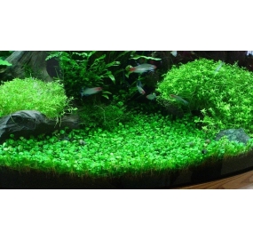 Marsilea hirsuta_4