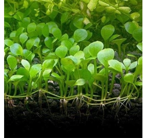 Marsilea hirsuta_5
