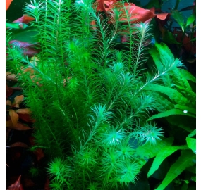 Mayaca fluviatilis bunch_4
