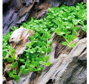 Micranthemum Sp. Monte Carlo_1