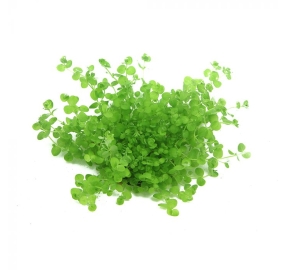 Micranthemum umbrosum_1