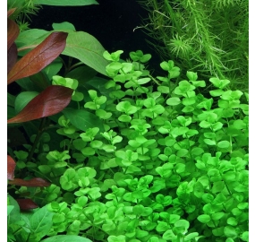 Micranthemum umbrosum_3
