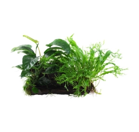 Microsorum and Anubias_1