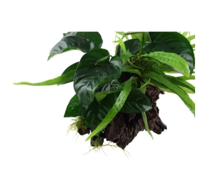 Microsorum and Anubias_2