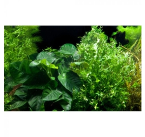 Microsorum and Anubias_3