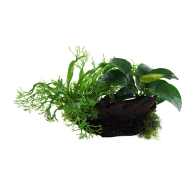 Microsorum and Anubias_4