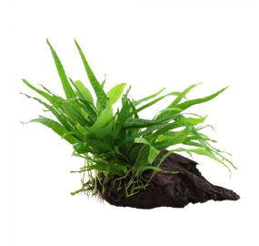Microsorum pteropus Narrow_1