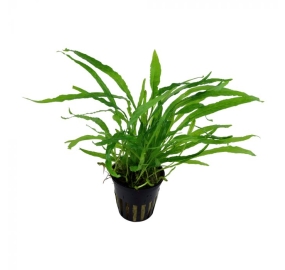 Microsorum pteropus Narrow_1