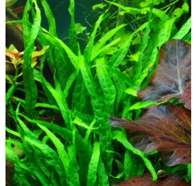 Microsorum pteropus Narrow_2