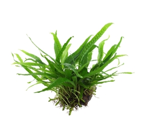 Microsorum pteropus Narrow