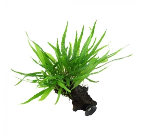 Microsorum pteropus Narrow_6