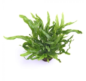 Microsorum pteropus Petite