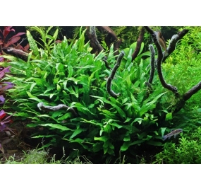 Microsorum pteropus Petite_3