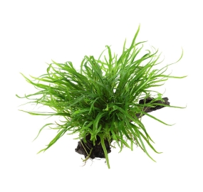 Microsorum pteropus Trident