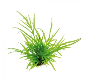 Microsorum pteropus 'Trident'_1
