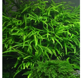 Microsorum pteropus 'Trident'_2