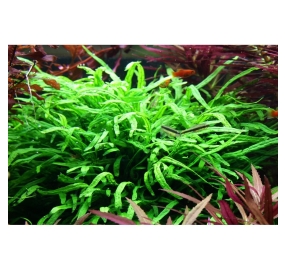 Microsorum pteropus Trident_5