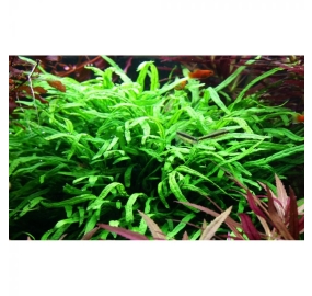 Microsorum pteropus Trident_4
