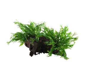 Microsorum pteropus Windelov