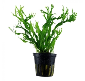 Microsorum pteropus Windelov_1