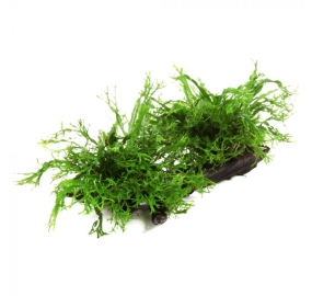 Microsorum pteropus Windelov_2