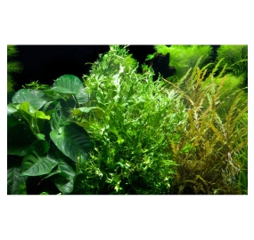 Microsorum pteropus Windelov_8