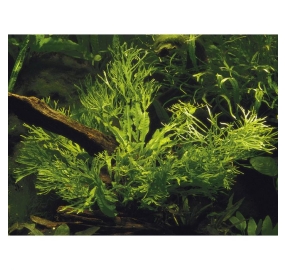 Microsorum pteropus Windelov_4