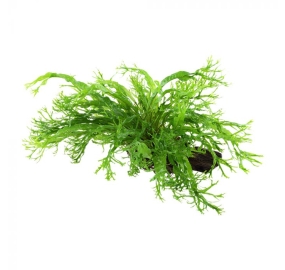 Microsorum pteropus Windelov_7