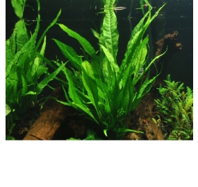 Microsorum pteropus_1