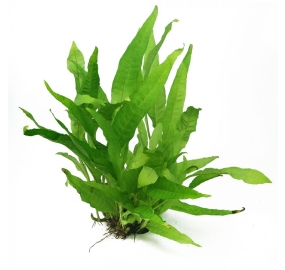 Microsorum pteropus_1