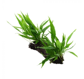 Microsorum pteropus_2