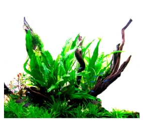 Microsorum pteropus_6
